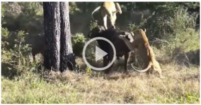 Video sau 5 giờ tử chiến căng thẳng, trâu rừng bật dậy hất văng 2 con sử tử rồi tẩu thoát