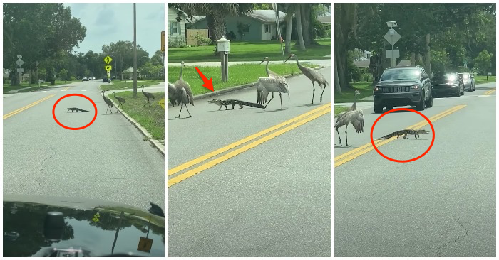 Video 3 con sếu lững thững ‘hộ tống’ cá sấu sang đường