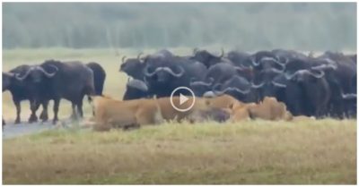 Video: Hàng trăm con trâu rừng kéo tới uy hiếp sư tử, giải cứu đồng loại