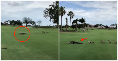 Video đàn vịt ‘gan dạ’ vừa la vừa đuổi cá sấu chạy khắp sân golf