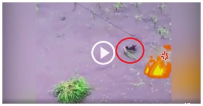 Video: Vịt nhổ lúa của bác nông dân vừa cấy