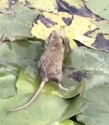 Chuột chạy thoăn thoắt trên mặt nước để bắt cá (ảnh cắt từ clip).