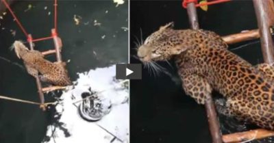 Video: Báo đốm rơi xuống giếng nước sâu, cố bám vào cột để giữ mạng sống