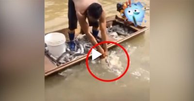 Video: Thả miếng thịt heo xuống sông, người đàn ông bắt được đầy thuyền cá