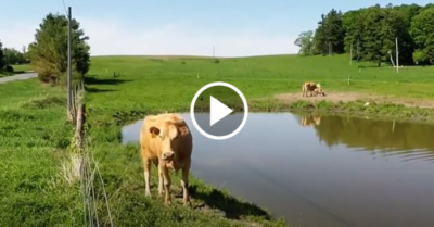 Video: Bò mẹ tìm cách ra hiệu mong người đàn ông cứu bê con mới sinh