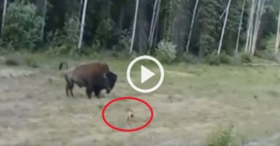 Clip: Chó pitbull lãnh đủ vì trêu ngươi bò rừng nặng 1,6 tấn