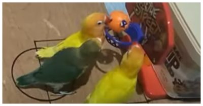Video: Các chú vẹt chơi bóng rổ ‘chuyên nghiệp’ như tuyển thủ