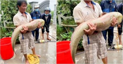 Người dân bắt được cá leo 30kg bên kênh mương ngập lũ