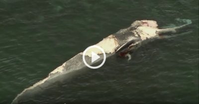 Video: Đàn cá mập kéo nhau vào gần bờ để xâu xé xác cá voi dài 20m