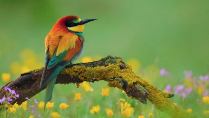 Video: Độc đáo cách câu chim mới nhất khiến dân mạng 'dậy sóng'
