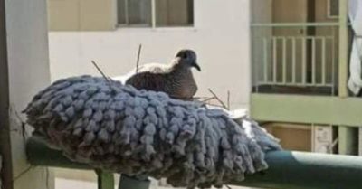 Chim làm tổ trên cây lau nhà sau khi vợ đi vắng