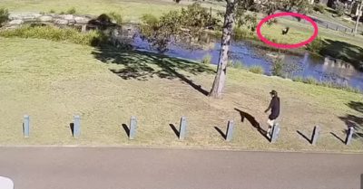 Video: Con chim hung dữ đuổi theo ‘khủng bố’ người đàn ông