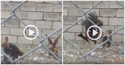 Video: Chim ưng no đòn vì vào chuồng gà trống để kiếm ăn