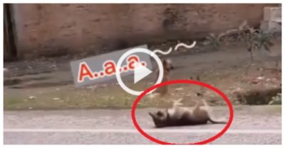 Video: Chó cưng nằm ăn vạ giữa đường