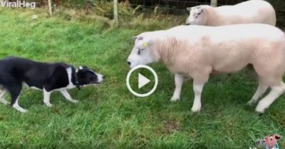 Video: Thủ lĩnh chó ‘thuyết phục’ cừu nổi loạn vào chuồng, thợ lành nghề đây chứ đâu