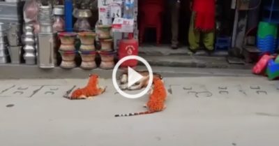 Video: Chó nhà tá hỏa vì ngủ dậy cạnh hai con hổ