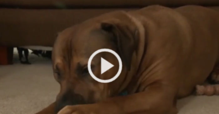 Video: Chó ngao ôm kẻ đột nhập ngủ ngon lành