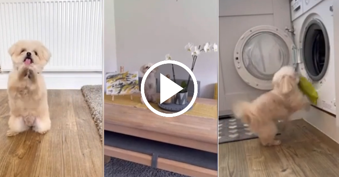 Video: Chó nhỏ biết vẽ tranh, cho đồ vào máy giặt giúp chủ