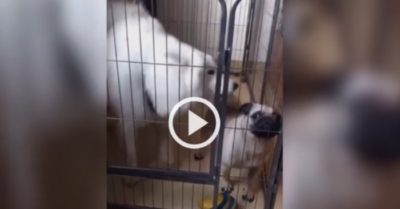 Video: Vừa mắng té tát đối thủ, chó Pug ‘biến sắc’ khi bị nhốt chung chuồng