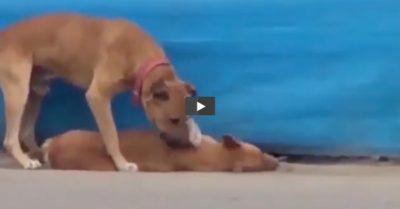 Video: Chú chó vừa sủa vừa tìm cách đánh thức bạn đã bị xe cán chết