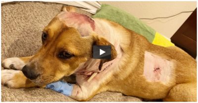 Video: Chú chó đuổi đánh sư tử lang thang sau nhà để cứu chủ