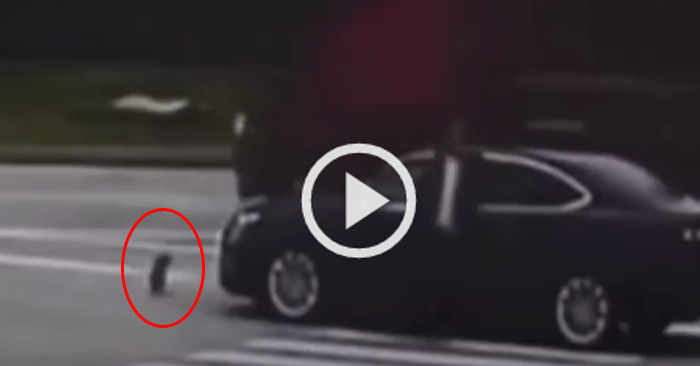 Video: Chú chó chạy theo chặn đầu xe người gây tai nạn khi thấy chủ bị ngã xuống đường