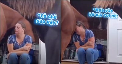 Video dễ thương: Chú ngựa chạy đến vỗ về, an ủi cô chủ khóc