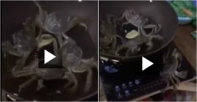 Video: Cua bò ra khỏi chảo đang đun, tắt bếp cứu đồng loại