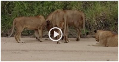 Video: Một con cua làm cả đàn sư tử bối rối khi lấy càng chọc vào mũi chúng