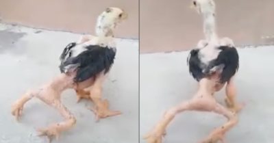 Video chuyện lạ: Con gà có 4 chân