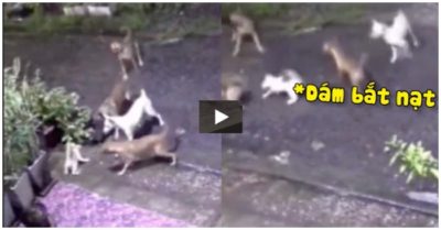 Video: Mèo mẹ xả thân phá vòng vây, cứu con thoát khỏi bầy chó dữ
