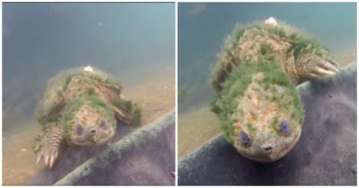 Video khoảnh khắc sinh viên lặn xuống sông phát hiện sinh vật ‘kỳ dị’ tảo bám trên thân