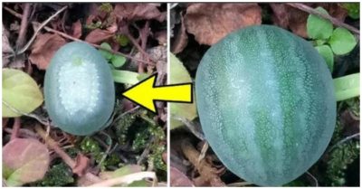 Thấy ‘quả dưa hấu nhỏ’, nam thanh niên tò mò chạm vào thì nhanh rụt tay lại: ‘Nó đang động đậy’