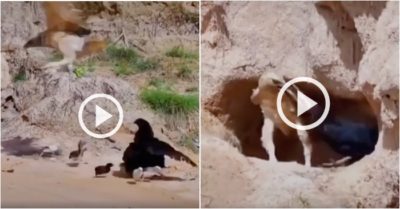 Video: Vồ trượt gà con, đại bàng bị gà mẹ đánh te tua