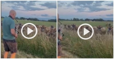 Video: Đàn bò tập trung nghe người đàn ông thổi kèn saxophone