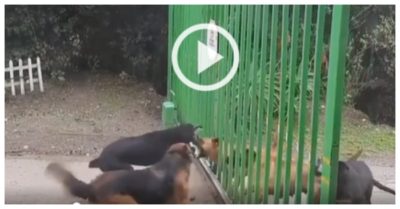 Clip: Đàn chó ‘đấu võ’ qua cổng bảo vệ