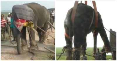 Video: Khoảnh khắc dùng cần cẩu di dời con voi làm 3 người thương vong