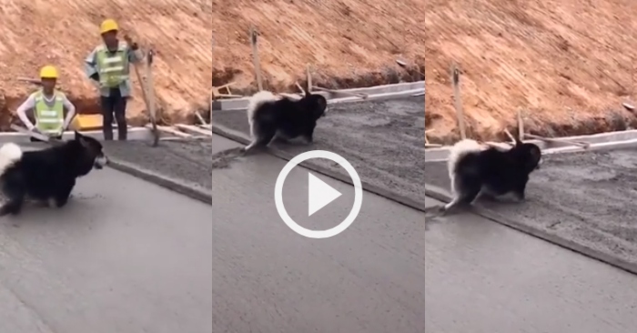 Video: Thợ xây bất lực nhìn chó cưng 'hồn nhiên' đi lại trên bê tông mới đổ