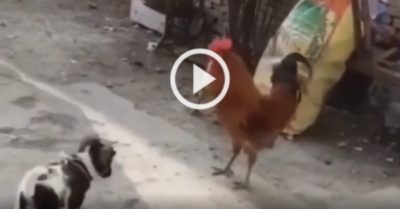 Video: Gà trống nhận ‘liên hoàn cước’ vì để chó bắt nạt gà mái