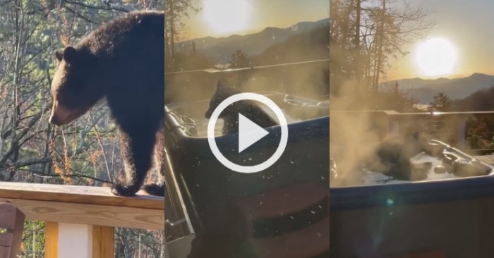 Video: Gấu đen ngâm mình 'thư giãn' trong bồn tắm