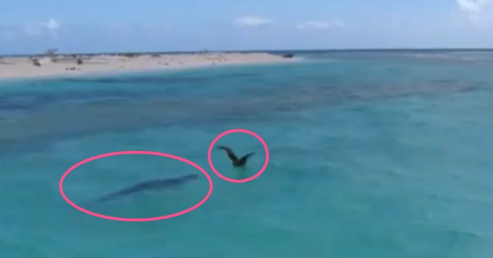 Video: Đang học bay, hải âu non bất ngờ bị 'quái vật khổng lồ' lao lên đoạt mạng
