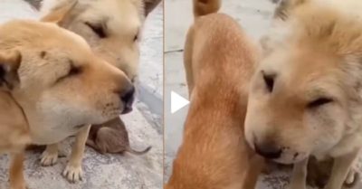 Video: Hai chú chó sưng mặt vì phá tổ ong