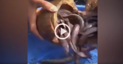 Video: Bắt hàng chục con cá bằng quả dừa hỏng