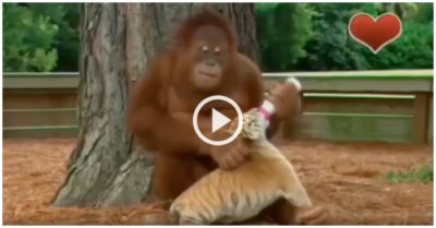 Video: Khỉ cầm bình cho đàn hổ con uống sữa rồi ôm âu yếm, chơi đùa