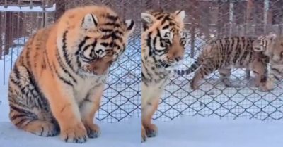 Hổ con ‘mập mạp’ tủi thân vì không ai chơi cùng