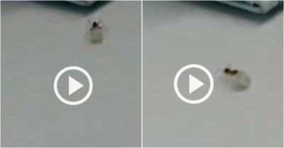 Video: Kiến vào cửa hàng trang sức trộm kim cương, vác ‘chạy lon ton’ trên mặt bàn