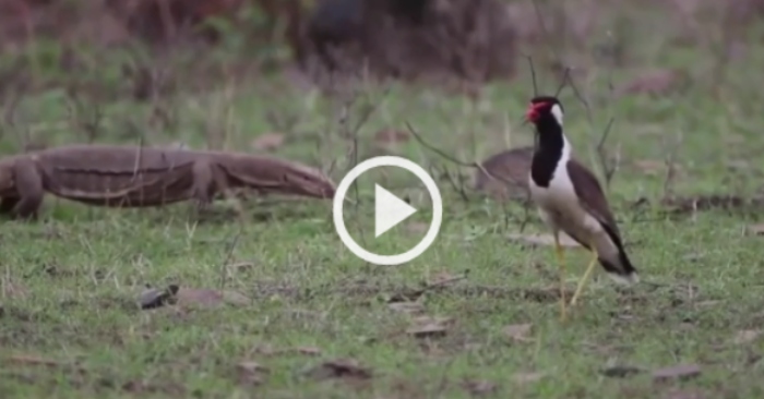 Video: Kỳ đà no đòn khi định ăn trộm trứng chim