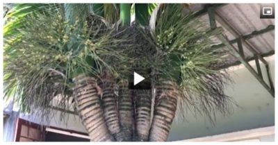 Clip cận cảnh cây cau ‘quái dị’ 6 ngọn, 2 buồng