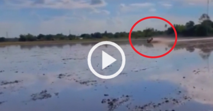 Video: Thanh niên phóng máy cày như 'bay' trên ruộng
