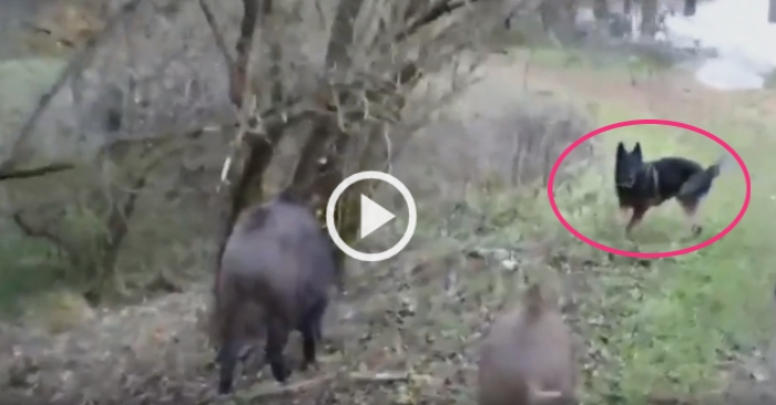 Video: Nổi hứng trêu chọc đàn lợn rừng, chó becgie chạy hụt hơi khi bị phản công